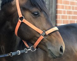 jumper Mardwell (KWPN (Royal Dutch Sporthorse), 2017, from C-Hardwell)