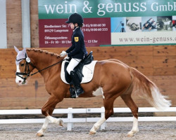 dressage horse Curly Sue 220 (German Riding Pony, 2009)