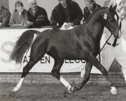 horse Chazizz (Nederlands Rijpaarden en Pony, 1993, from Condor ox)