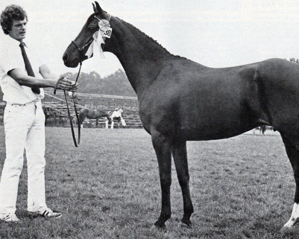 broodmare Oronia (Nederlands Rijpaarden en Pony, 1973, from Kebir II ox)