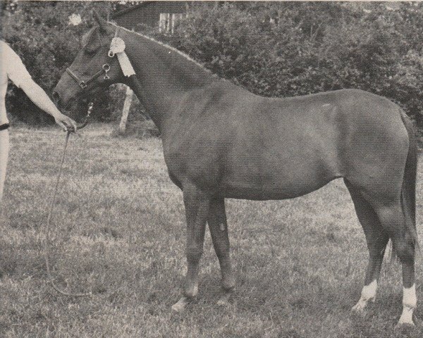 broodmare Naronie (Nederlands Rijpaarden en Pony, 1977, from Apollo)