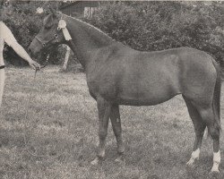 broodmare Naronie (Nederlands Rijpaarden en Pony, 1977, from Apollo)