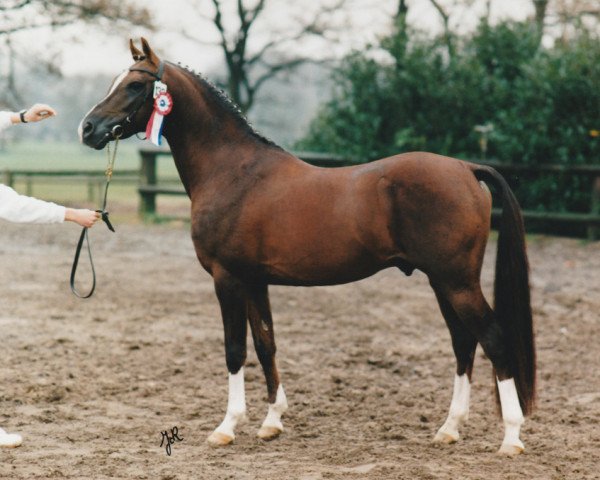 Deckhengst Prins Alwin (Nederlands Rijpaarden en Pony, 1990, von Prins Abdullah Nomar van het Oosterveld ox)