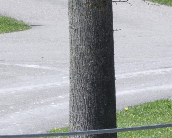 Reitturnier Ingolstadt-Hagau/Obb. 2023