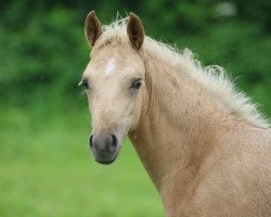 broodmare Petit Hope for Fame (German Riding Pony, 2016, from Lehnsmanns Canterbury)