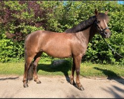 Zuchtstute Horsemosens Lady Godiva (New-Forest-Pony, 2015, von Sophienhofs Mackay)