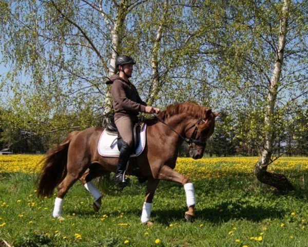 stallion Sophienhofs Mackay (New Forest Pony, 2005, from Sophienhof's Marok)