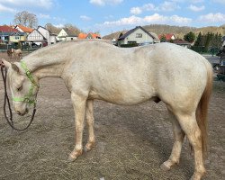 Pferd SN Bueno Prince Par (Quarter Horse, 2021)