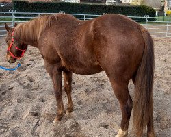 horse SN Puppis Lil Pepper (Quarter Horse, 2020)