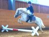 dressage horse Kirchweihtal's Santafee (Dt.Part-bred Shetland pony, 2013, from Kirchweihtal's Apache)