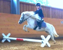 dressage horse Kirchweihtal's Santafee (Dt.Part-bred Shetland pony, 2013, from Kirchweihtal's Apache)