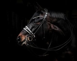 dressage horse Scaia (Hanoverian, 2015, from Sarotti Mocca-Sahne)