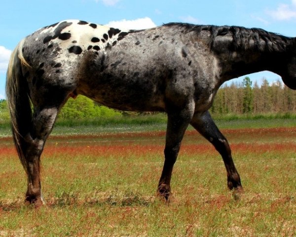 Pferd Smokey Midnight Zip (Appaloosa, 2016)