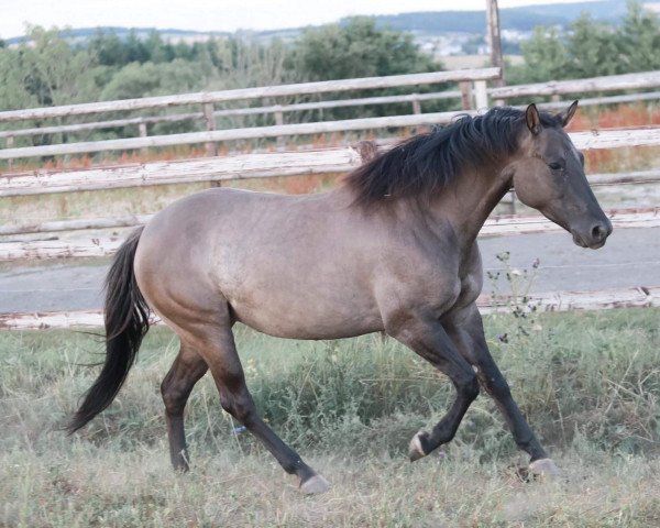 Pferd Miss Grey (Quarter Horse, 2019)