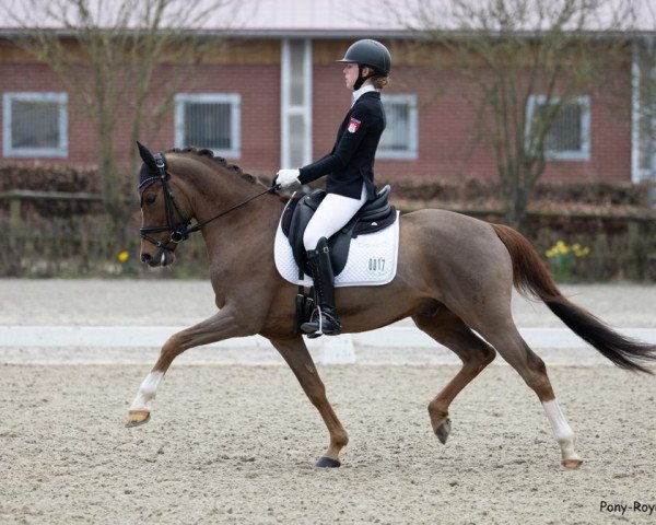 dressage horse My Cosmostar (German Riding Pony, 2014, from Cosmopolitan NRW)
