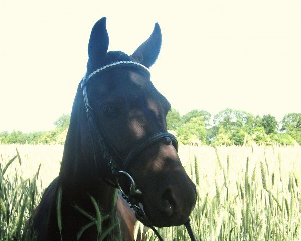 broodmare Crow.Confetti (German Riding Pony, 1999, from Henry)