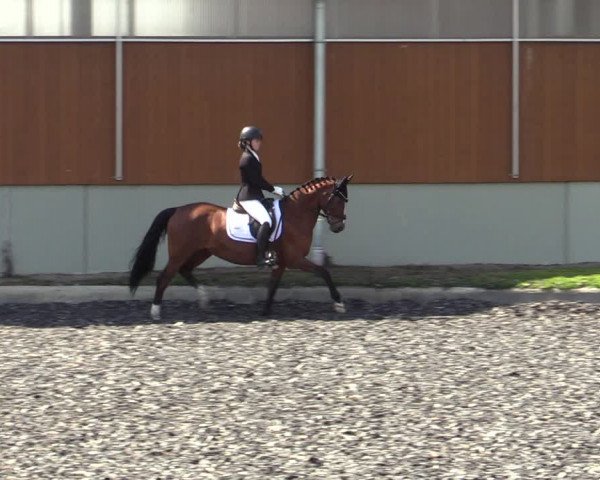 Reitturnier Gerasdorf bei Wien 2023