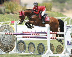 horse Zidane (KWPN (Royal Dutch Sporthorse), 2004, from Celano)