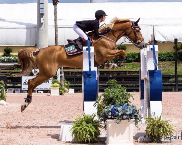 Springpferd Filia van den Bisschop (Belgisches Warmblut, 2005, von Vigo d'Arsouilles)