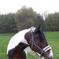 jumper Kintano 2 (Little German Riding Horse, 2007, from Kid)