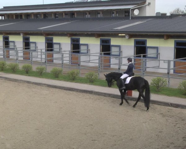 Reitturnier Gerasdorf bei Wien 2023