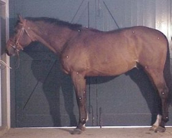 stallion Centaure de Letang (Selle Français, 1990, from I love you)