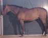 stallion Centaure de Letang (Selle Français, 1990, from I love you)