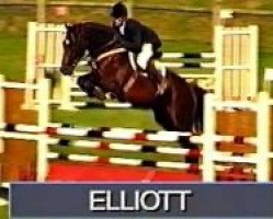 stallion Elliott (Selle Français, 1992, from Rivage Du Poncel)