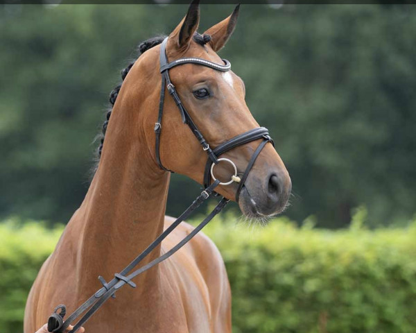 dressage horse Freddy Q. Deluxe (German Sport Horse, 2019, from Fürst Romancier)