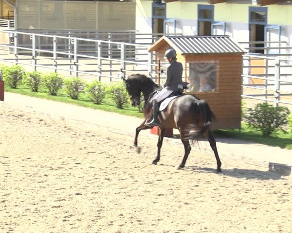 Reitturnier Gerasdorf bei Wien 2023