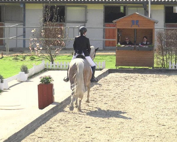Reitturnier Gerasdorf bei Wien 2023