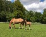 dressage horse Divas Dance Star II (German Riding Pony, 2019, from Dance Star AT)