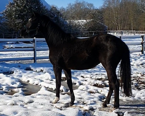 dressage horse Dagani NH (German Riding Pony, 2020, from Kent Nagano WE)