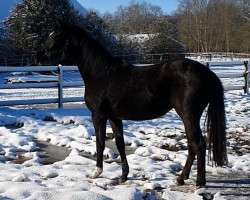 Dressurpferd Dagani NH (Deutsches Reitpony, 2020, von Kent Nagano WE)