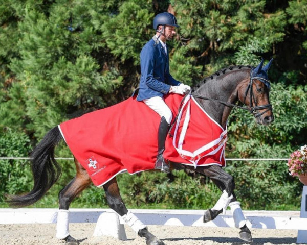 dressage horse Sir Donovan Live CH (Swiss Warmblood, 2014, from Sir Donnerhall I)