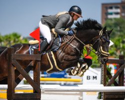 jumper Ryans Diamond Lady (Irish Sport Horse, 2006, from Colin Diamond)