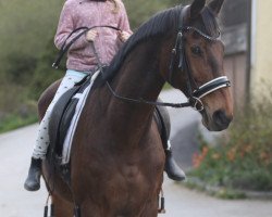 dressage horse Darya I Noor (Rheinländer, 2007, from Dynast)