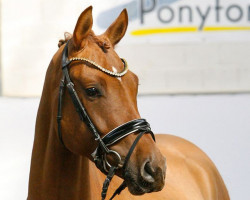 Dressurpferd Divas Dance Star (Deutsches Reitpony, 2018, von Dance Star AT)