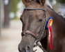 Springpferd Josephine 87 (Deutsches Reitpony, 2011, von Anno Domini)