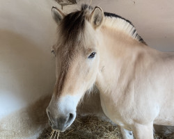 horse Denise (Fjord Horse, 2010, from Kenrick)