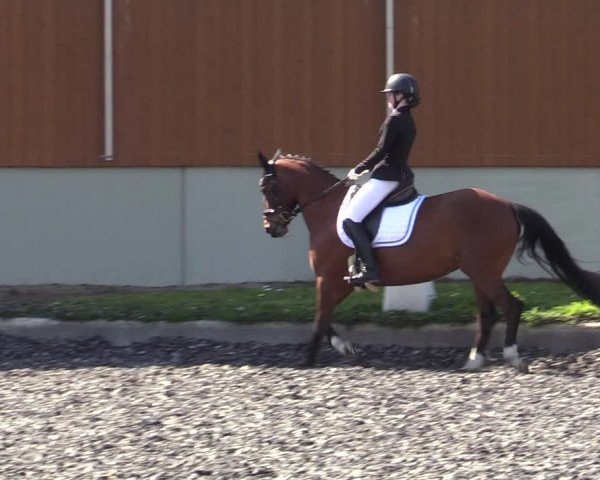 Reitturnier Gerasdorf bei Wien 2023