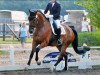 dressage horse Avici 3 (Hanoverian, 2010, from Alabaster)