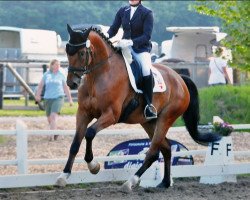 dressage horse Avici 3 (Hanoverian, 2010, from Alabaster)