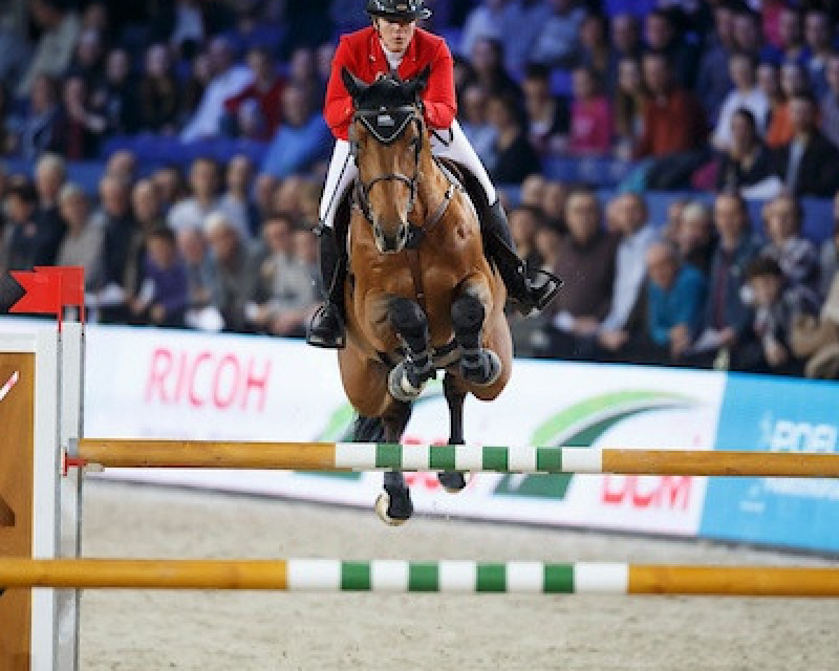 Deckhengst Don't Touch Tiji Hero (Holsteiner, 2009, von Diamant de Semilly)
