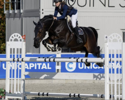 jumper Cornet's Boy (KWPN (Royal Dutch Sporthorse), 2007, from Cornet Obolensky)