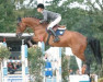 stallion Centadel (Oldenburg show jumper, 2002, from Cento)