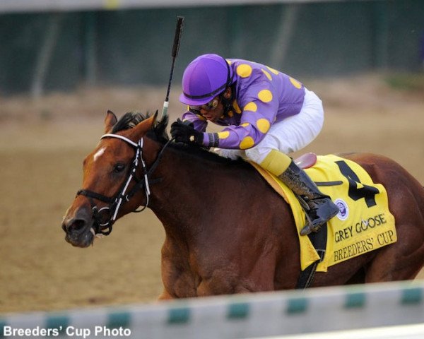 broodmare Awesome Feather xx (Thoroughbred, 2008, from Awesome of Course xx)