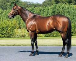 stallion Satono Diamond xx (Thoroughbred, 2013, from Deep Impact xx)