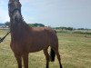 broodmare Pilotin Paula R (German Sport Horse, 2018, from Pilot's Letzter)