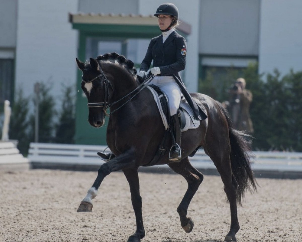 Deckhengst Scuderia (Oldenburger, 2008, von Sir Donnerhall I)